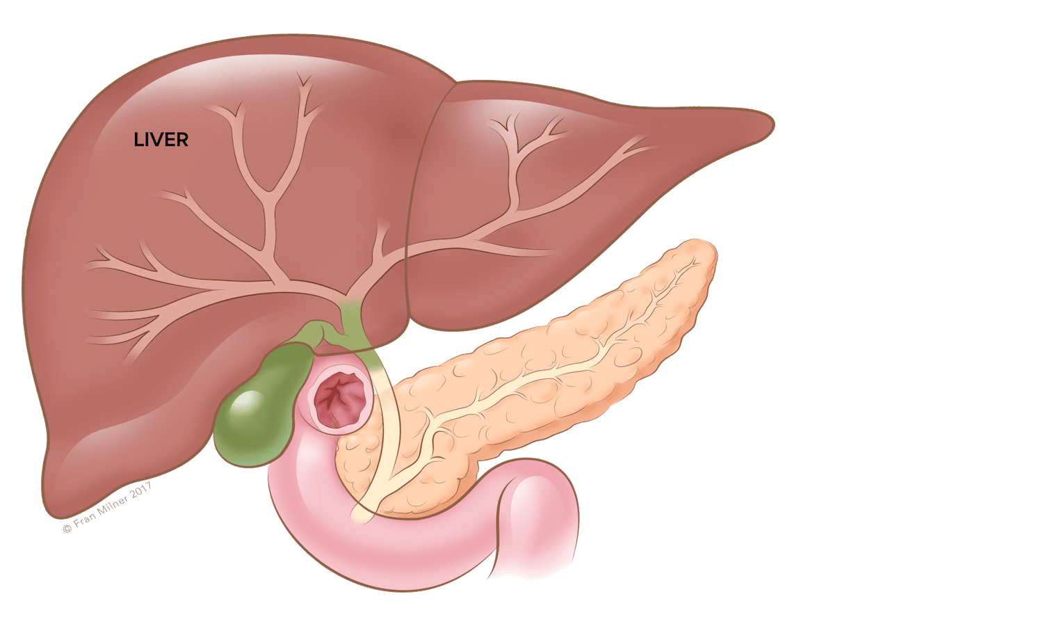 Anatomy diagram 1