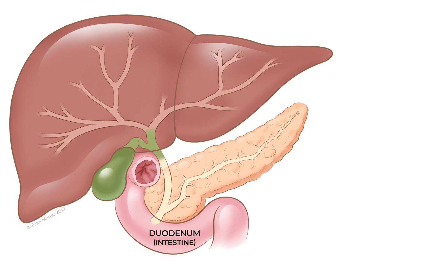 Anatomy diagram 4