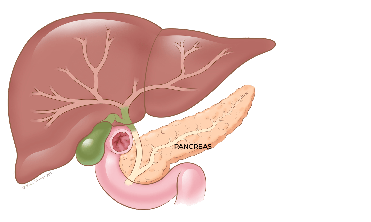 Anatomy diagram 5