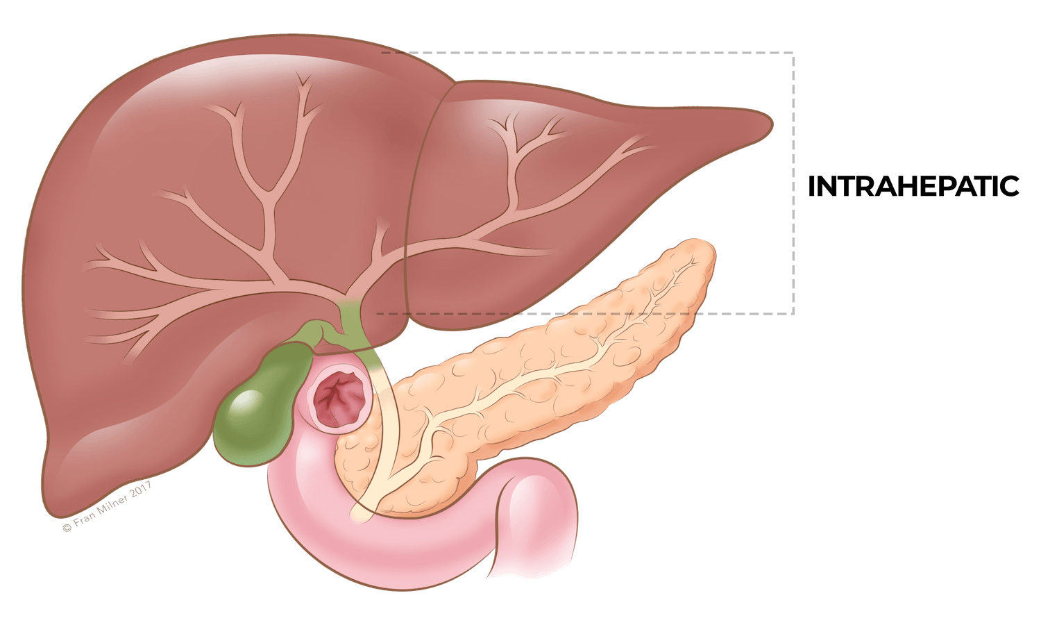 Anatomy diagram 6