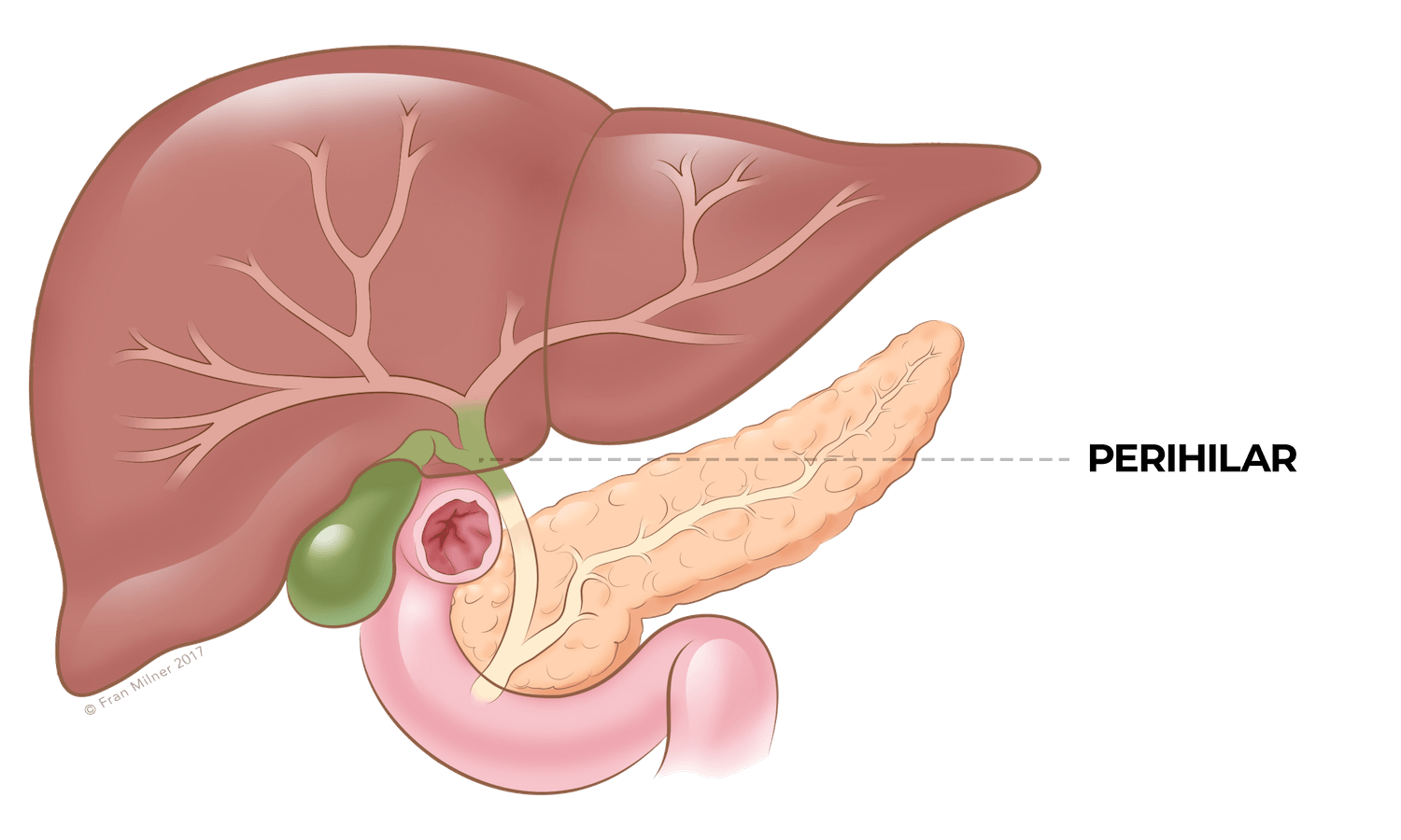 Anatomy diagram 7