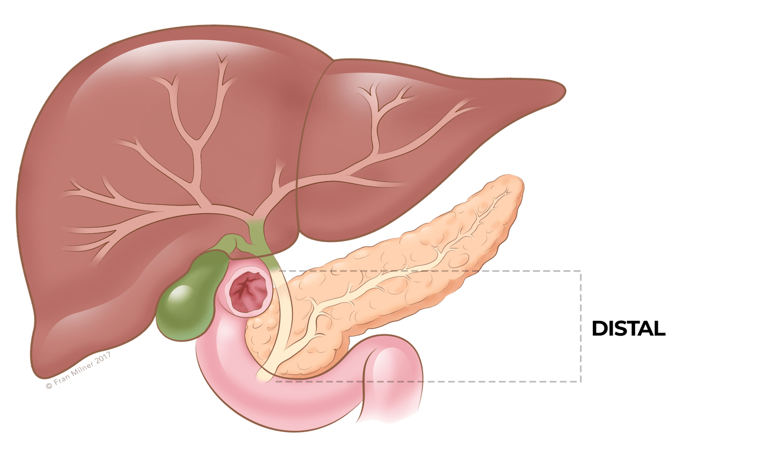Anatomy diagram 8