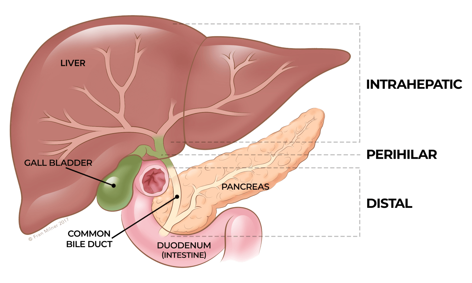 Anatomy diagram 9